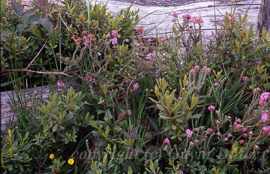 Bell heather and dead tree, Ober Water Trail, New Forest, Hampshire.jpg